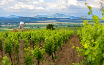 Zum Wein und zu modernen Bauten in der Region Velké Pavlovice