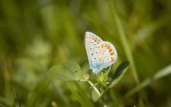 Auf den Schmetterlingsflügeln in den Wald von Ždánice