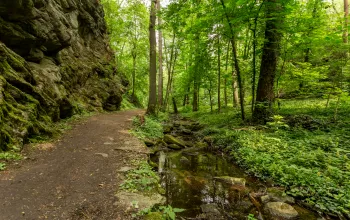 Durch das Gránický-Bach-Tal mit dem Feuersalamander Hugo